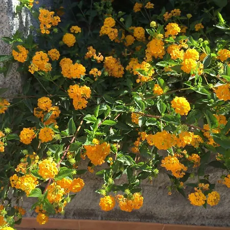 Mastrissa Country House Apartamento *